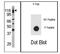 Colony Stimulating Factor 2 Receptor Beta Common Subunit antibody, AP12630PU-N, Origene, Western Blot image 