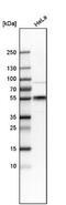 CD55 Molecule (Cromer Blood Group) antibody, NBP1-85467, Novus Biologicals, Western Blot image 