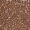 Coronin 1C antibody, HPA041737, Atlas Antibodies, Immunohistochemistry frozen image 