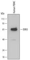 Docking Protein 3 antibody, MAB4795, R&D Systems, Western Blot image 