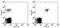 TNF Receptor Superfamily Member 13C antibody, 11-9117-42, Invitrogen Antibodies, Flow Cytometry image 