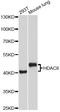 Histone Deacetylase 8 antibody, A5829, ABclonal Technology, Western Blot image 