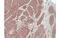 Fibroblast Growth Factor Receptor Like 1 antibody, MBS835187, MyBioSource, Immunohistochemistry paraffin image 