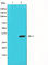 Jun Proto-Oncogene, AP-1 Transcription Factor Subunit antibody, abx012202, Abbexa, Western Blot image 