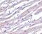 Apoptotic Peptidase Activating Factor 1 antibody, ab2001, Abcam, Immunohistochemistry paraffin image 