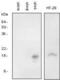 Synuclein Gamma antibody, NBP1-04361, Novus Biologicals, Western Blot image 
