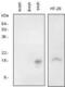 SNCG antibody, NBP1-04361, Novus Biologicals, Western Blot image 