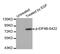 Eukaryotic Translation Initiation Factor 4B antibody, MBS128326, MyBioSource, Western Blot image 