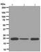 Ferritin Light Chain antibody, ab109373, Abcam, Western Blot image 