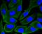 H3 Histone Family Member 3B antibody, 13-847, ProSci, Immunofluorescence image 