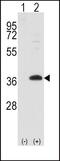 Proto-oncogene FRAT1 antibody, PA5-11491, Invitrogen Antibodies, Western Blot image 