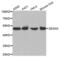 Sestrin 3 antibody, abx003957, Abbexa, Western Blot image 