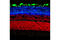 Synapsin I antibody, 11127S, Cell Signaling Technology, Immunofluorescence image 