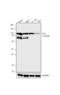 Vav Guanine Nucleotide Exchange Factor 1 antibody, 39-2050, Invitrogen Antibodies, Western Blot image 