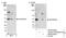 Zinc Finger RANBP2-Type Containing 2 antibody, NB100-55323, Novus Biologicals, Western Blot image 