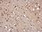 Mpf antibody, GTX113351, GeneTex, Immunohistochemistry paraffin image 