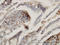 Ectonucleoside Triphosphate Diphosphohydrolase 6 antibody, LS-C133023, Lifespan Biosciences, Immunohistochemistry frozen image 