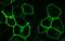 G Protein-Coupled Receptor 20 antibody, GTX15609, GeneTex, Immunofluorescence image 