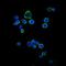CD1a Molecule antibody, GTX60418, GeneTex, Immunofluorescence image 