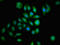 Growth Factor Receptor Bound Protein 14 antibody, LS-C670251, Lifespan Biosciences, Immunofluorescence image 