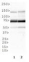Coagulation Factor XII antibody, TA309649, Origene, Western Blot image 