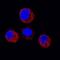Signal Transducer And Activator Of Transcription 5A antibody, MAB21741, R&D Systems, Immunocytochemistry image 
