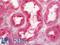 Alpha-1-Microglobulin/Bikunin Precursor antibody, LS-B12272, Lifespan Biosciences, Immunohistochemistry paraffin image 
