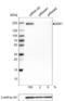 Zinc Finger E-Box Binding Homeobox 1 antibody, NBP2-52866, Novus Biologicals, Western Blot image 