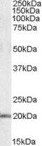 U2 Small Nuclear RNA Auxiliary Factor 1 Like 4 antibody, MBS422061, MyBioSource, Western Blot image 