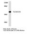 TLE Family Member 2, Transcriptional Corepressor antibody, LS-C176795, Lifespan Biosciences, Western Blot image 