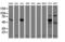 Receptor Accessory Protein 2 antibody, LS-B14556, Lifespan Biosciences, Western Blot image 