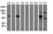 Receptor expression-enhancing protein 2 antibody, LS-B14556, Lifespan Biosciences, Western Blot image 