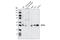 Cell Division Cycle 20 antibody, 4823S, Cell Signaling Technology, Western Blot image 