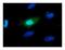 Cellular myelocytomatosis oncogene antibody, NBP2-43627, Novus Biologicals, Immunofluorescence image 