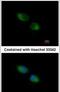 Thioredoxin Related Transmembrane Protein 1 antibody, PA5-21902, Invitrogen Antibodies, Immunofluorescence image 