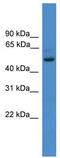 Zinc Finger Protein 277 antibody, TA345351, Origene, Western Blot image 