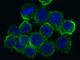 SCARA1 antibody, 50129-R004, Sino Biological, Immunofluorescence image 