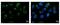 WD Repeat, Sterile Alpha Motif And U-Box Domain Containing 1 antibody, GTX116382, GeneTex, Immunofluorescence image 