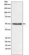Reticulon 4 antibody, M01844, Boster Biological Technology, Western Blot image 