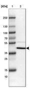 Surfactant Protein D antibody, NBP2-33424, Novus Biologicals, Western Blot image 