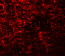 Shisa Family Member 4 antibody, 7277, ProSci, Immunofluorescence image 