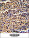 AlkB Homolog 8, TRNA Methyltransferase antibody, 62-476, ProSci, Immunohistochemistry paraffin image 