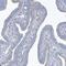Spermatogenesis Associated 18 antibody, NBP2-48667, Novus Biologicals, Immunohistochemistry frozen image 