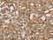Dopamine Beta-Hydroxylase antibody, CSB-PA958803, Cusabio, Immunohistochemistry paraffin image 