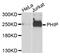 Pleckstrin Homology Domain Interacting Protein antibody, abx005440, Abbexa, Western Blot image 