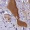 HGF Activator antibody, NBP2-31741, Novus Biologicals, Immunohistochemistry paraffin image 