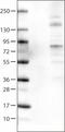 Acyl-CoA Synthetase Long Chain Family Member 5 antibody, NBP2-52899, Novus Biologicals, Western Blot image 