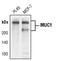 Mucin 1, Cell Surface Associated antibody, MA5-15131, Invitrogen Antibodies, Western Blot image 