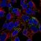 Inhibin Subunit Beta E antibody, HPA016843, Atlas Antibodies, Immunofluorescence image 