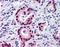 Histone Deacetylase 1 antibody, orb86457, Biorbyt, Immunohistochemistry paraffin image 